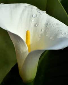 Calla Blumenbedeutung Beerdigung