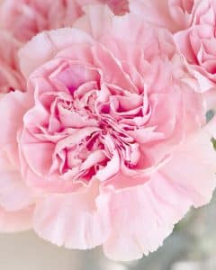 Nelke Blumenbedeutung Beerdigung